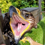 Beginner Course in Falconry