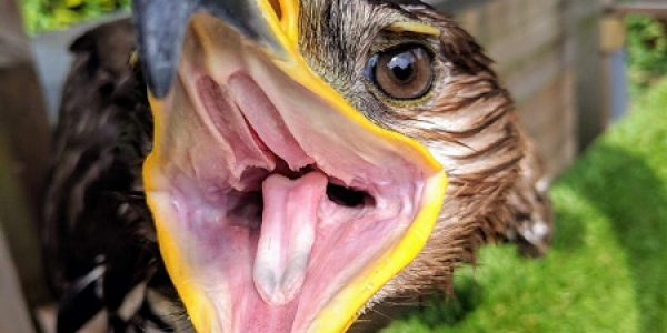 Beginner Course in Falconry