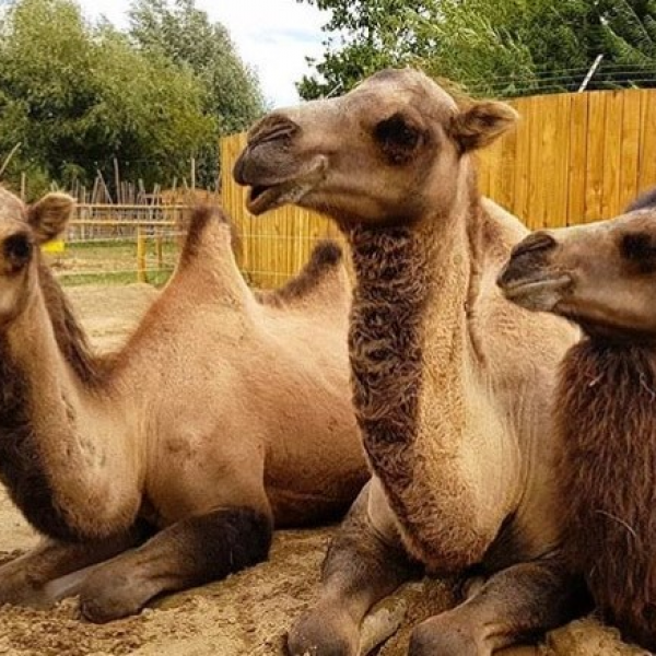 All Things Wild Tickets, Products, Bundles, Membership Plans, Gift