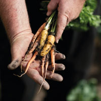 Edible Gardens for Beginners