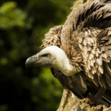 Adopt a Bird of Prey