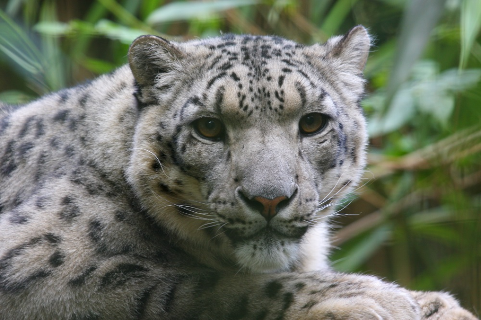 Buy SNOW LEOPARDS Tickets online - Linton Zoo Conservation Park