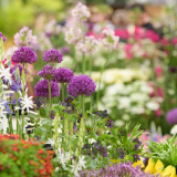 Chelsea Flower Show