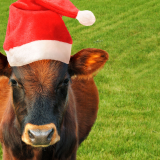 Magical Christmas Experience