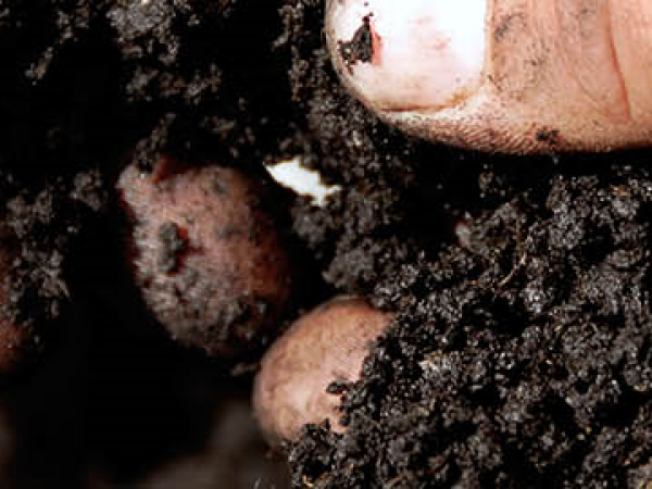 Garden Care and Compost