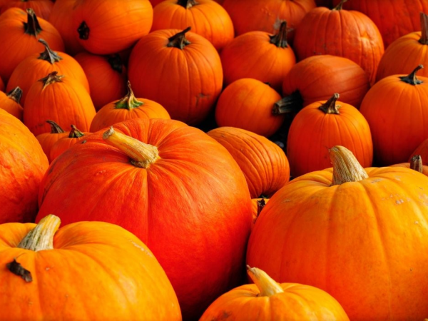 Pumpkin Picking £4.00 No Refund Value, Sorry NO DOGS