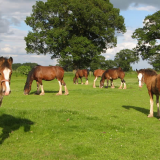 Cotebrook Shire Horse Centre