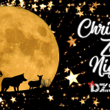 Christmas Zoo Nights