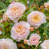 Woodford David Austin® Roses event - Friday 28th June 2019