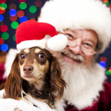 Santa Paws at Woburn Sands