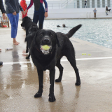 Main Pool Dog Day 2021
