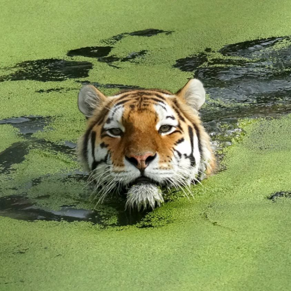 Dartmoor Zoo Tickets, Products, Bundles, Membership Plans, Gift