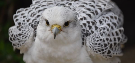 Bird of Prey or Owl Encounter