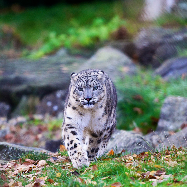 Dublin Zoo Tickets, Products, Generics Buy Online