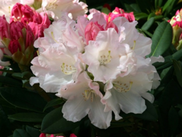 Rhododendron Yakushimanum