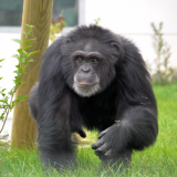 Day Tickets @ Wingham Wildlife Park