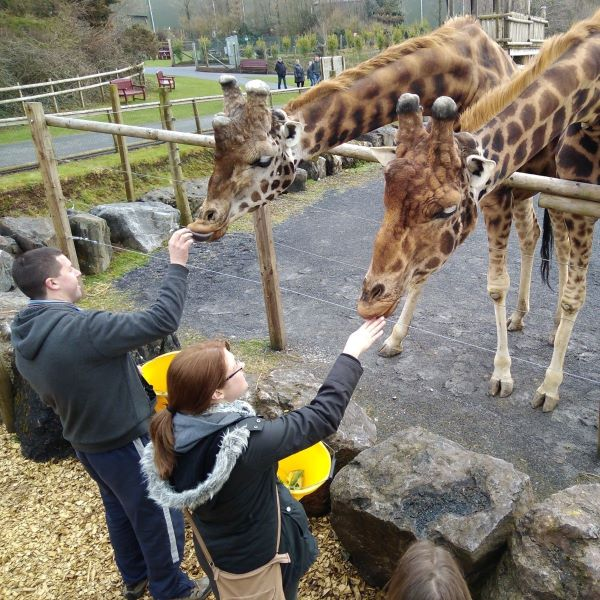 Buy Giraffe experience gift vouchers Tickets online Folly Farm