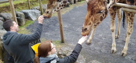 Giraffe experience gift vouchers