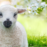 Lambing Is Back (15th- 23rd Feb)