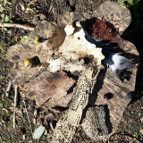ODL Walk & Talk: Forest Bathing for Families - More green and less screen time