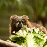 Lemur and Meerkat Experience