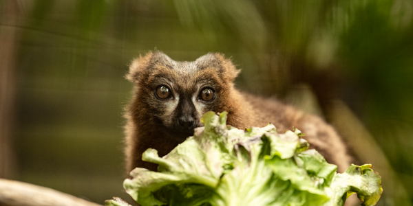 Lemur and Meerkat Experience