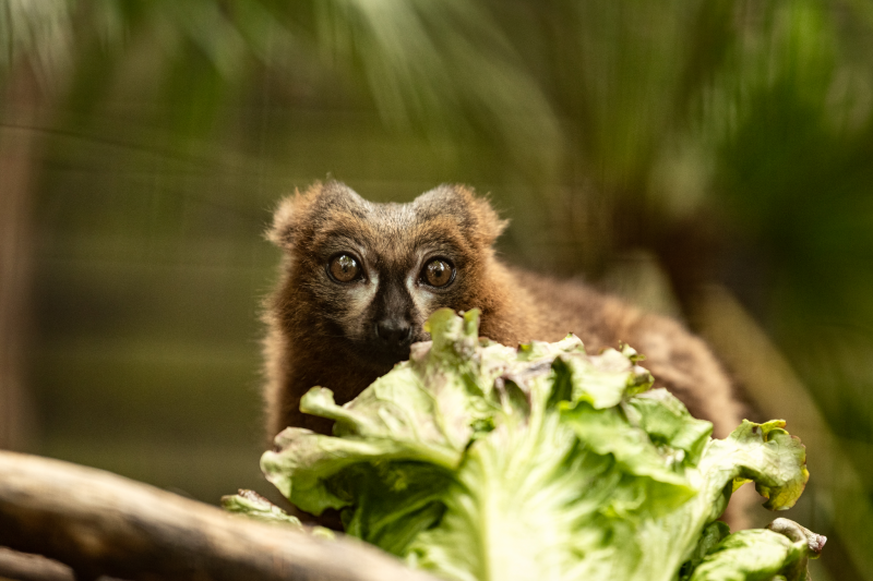 Buy Lemur and Meerkat Experience Tickets online - Shaldon Zoo