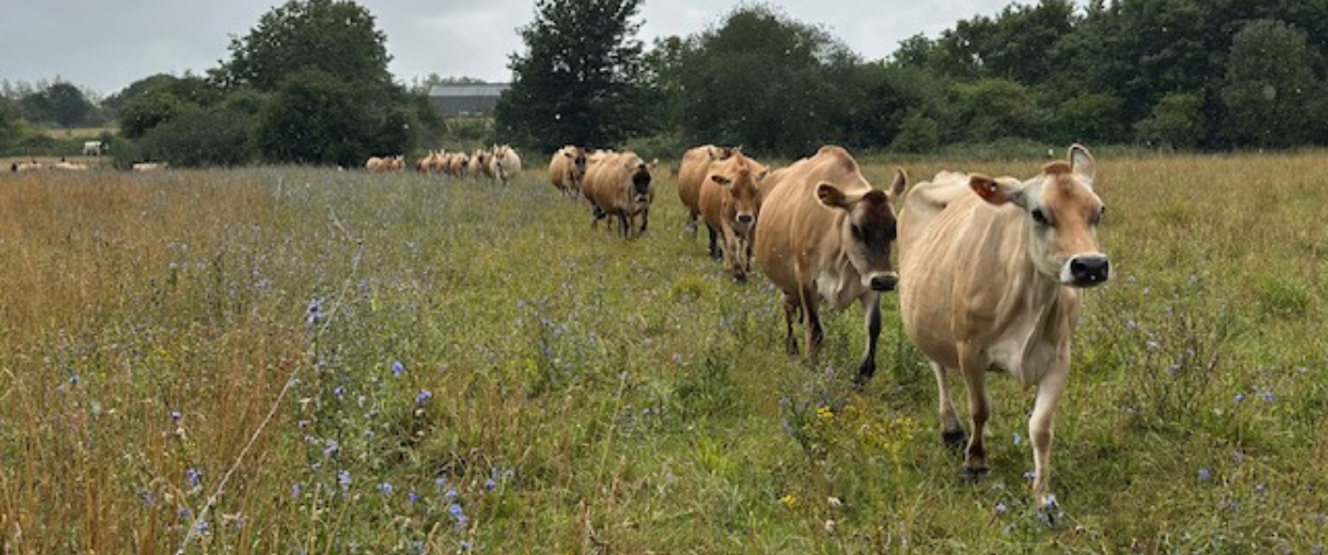 30 Minute Cow Cuddling Experience