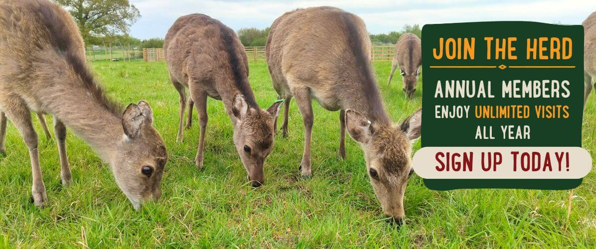 Memberships - PAY UP FRONT