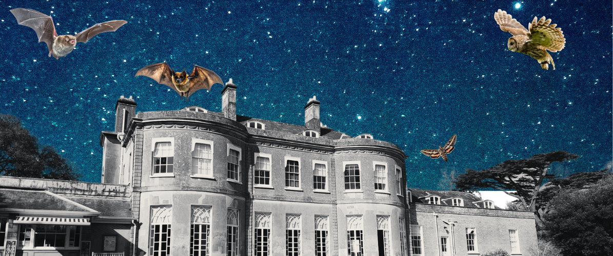 Nocturnal Discovery Walk