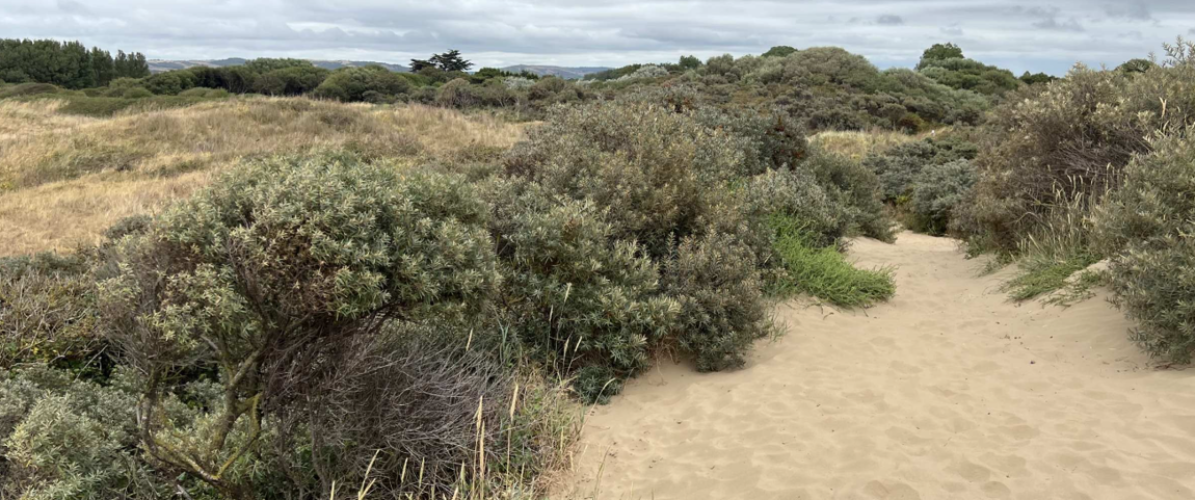 Berrow Dunes Events