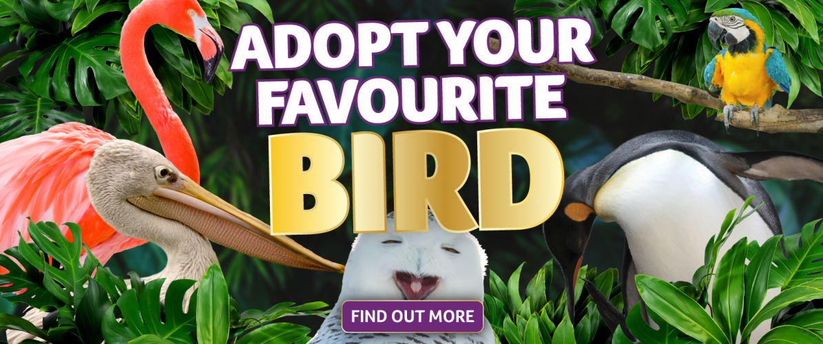 Adoptions