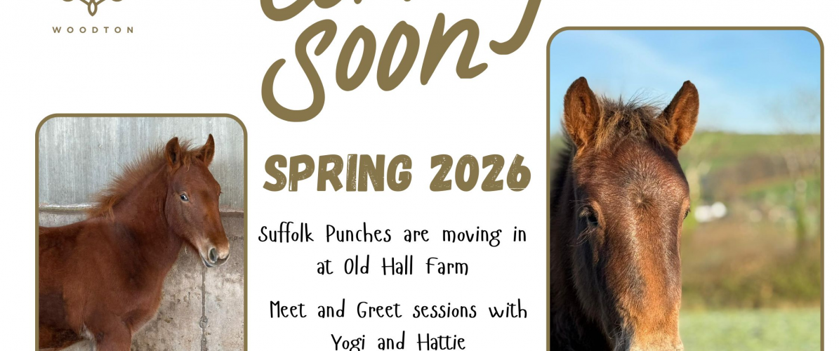 Suffolk Punch Meet and Greet
