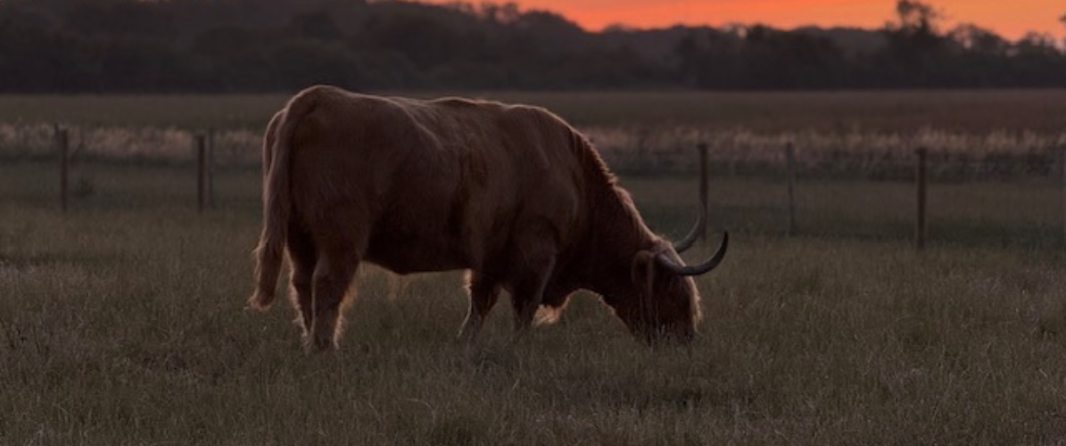 Highland Cow Cuddling Experience