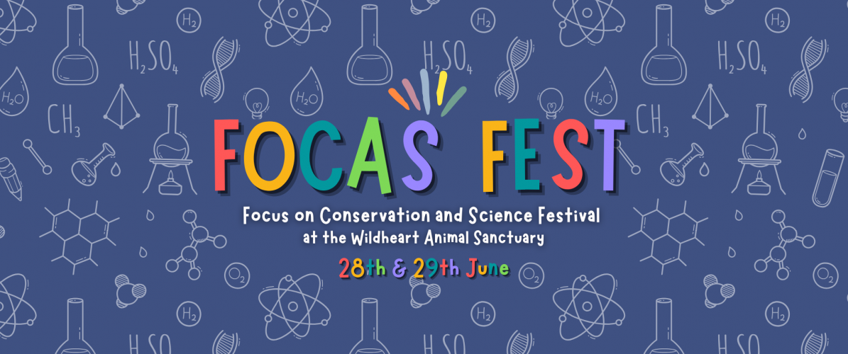 FOCAS Festival 2025