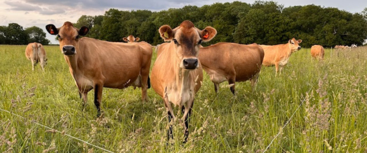 Cow Cuddling Experience