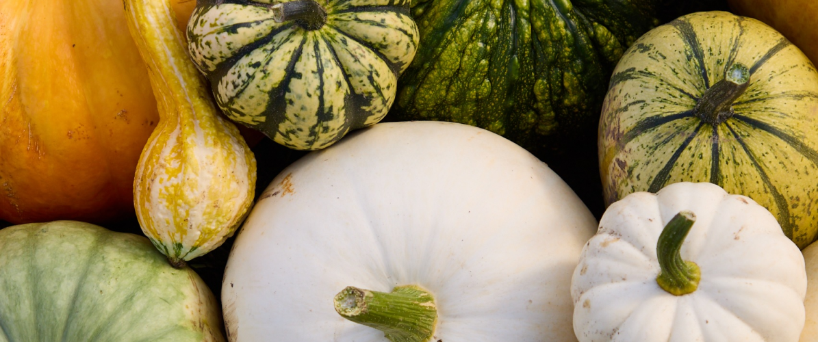 Farmer Ed’s Pumpkin Patch