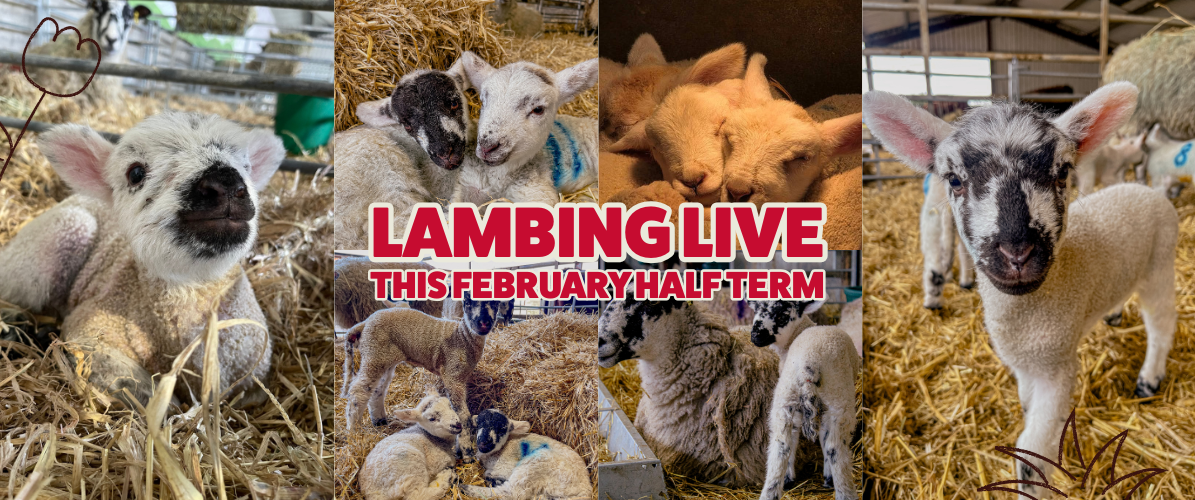 Admission to Rand Farm Park.