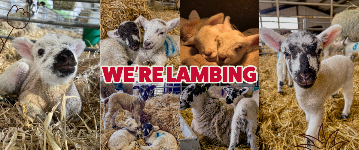 Admission to Rand Farm Park.