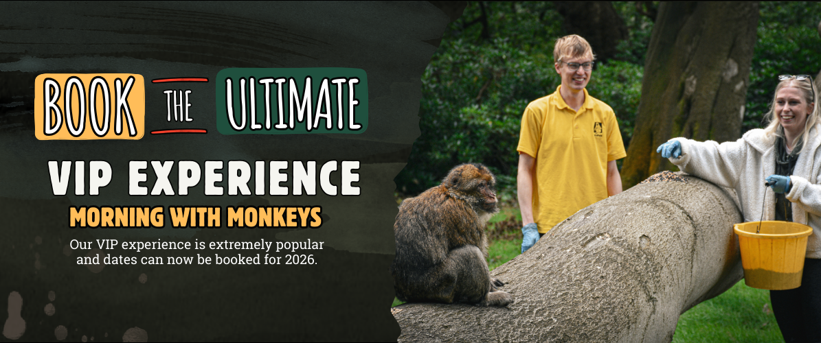 Morning with Monkeys - VIP Experience