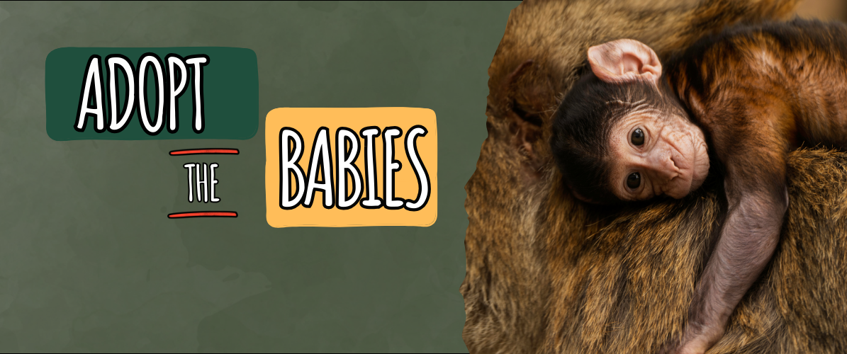 Baby Monkey Adoptions