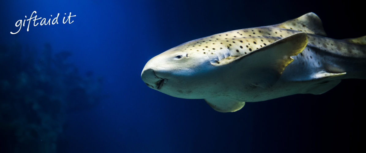 Pay once, visit all year!