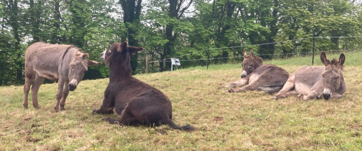 Adopt a Clovelly donkey