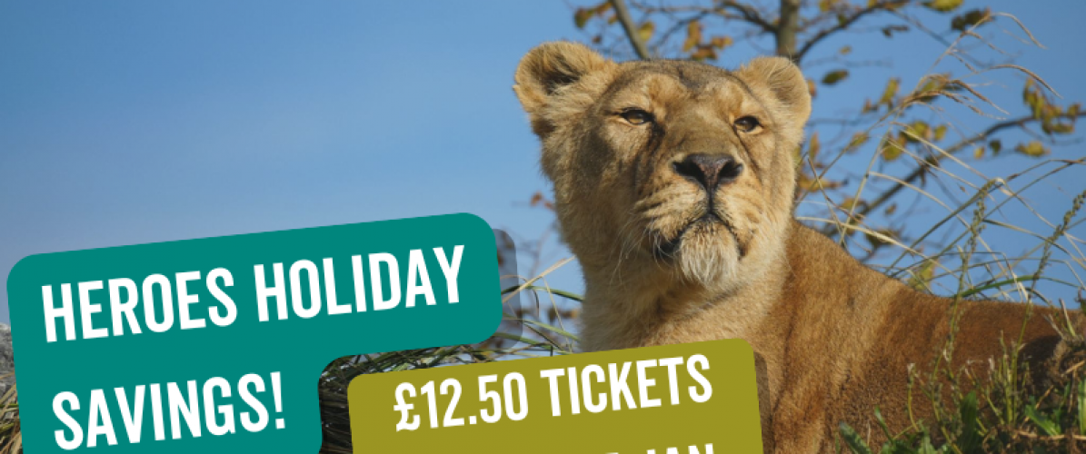 Heroes Winter Savings