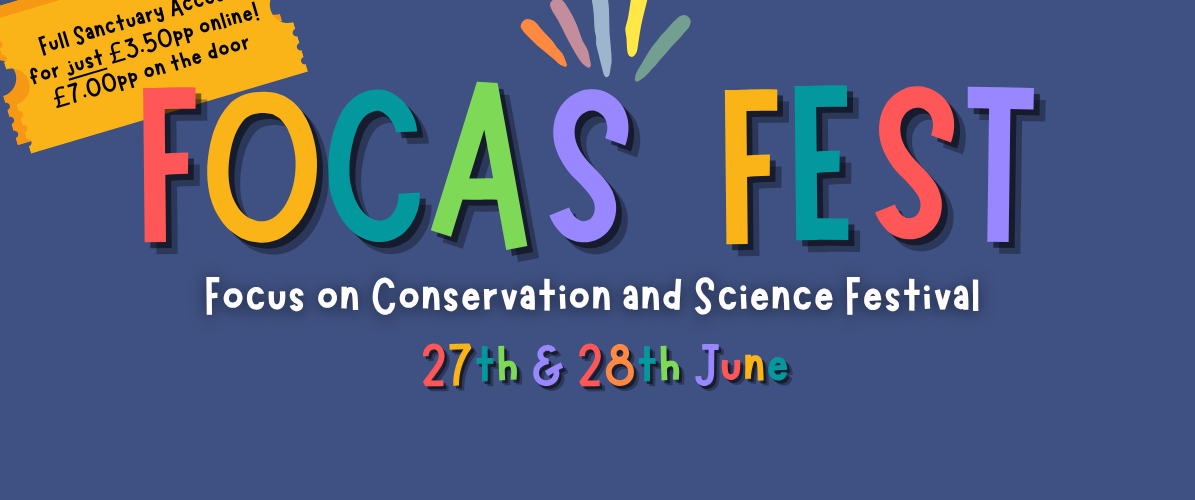 FOCAS Festival 2026