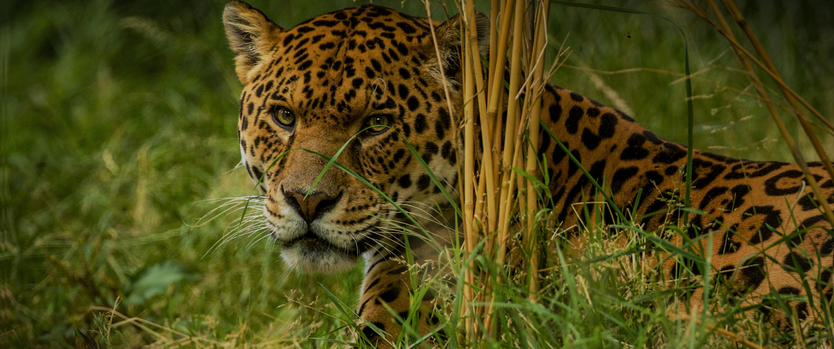 Dartmoor Zoo Tickets, Products, Bundles, Membership Plans, Gift