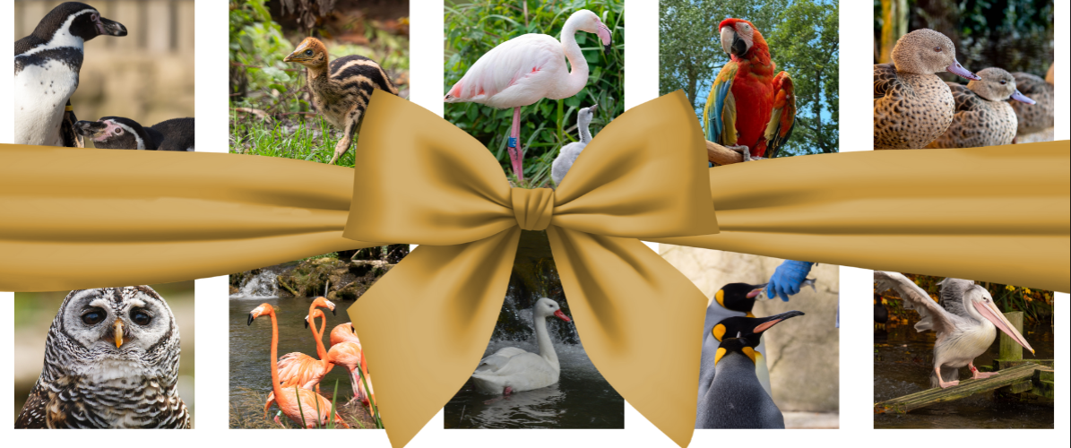 Gift Membership & Experiences