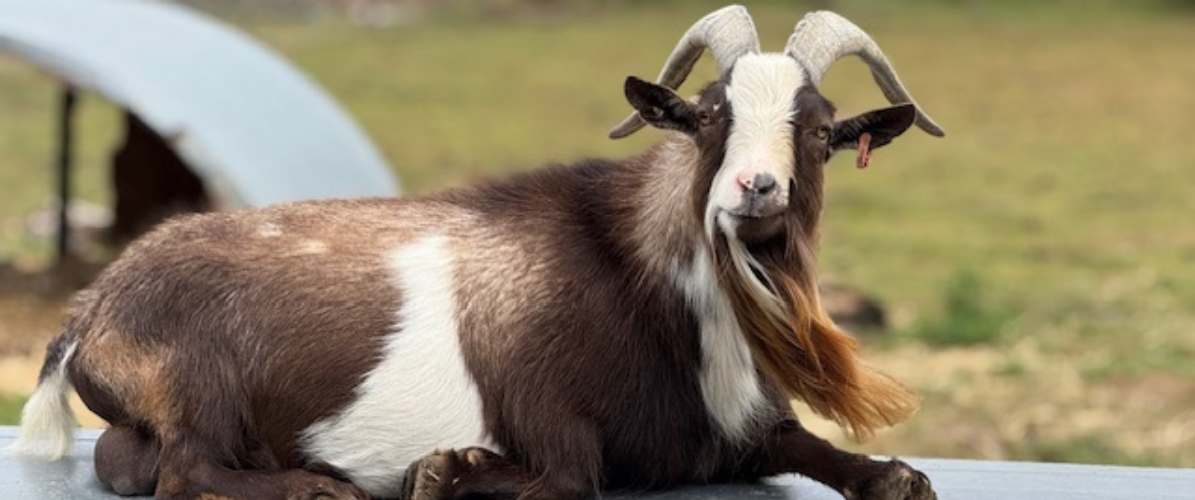 In With The Goats / Kids