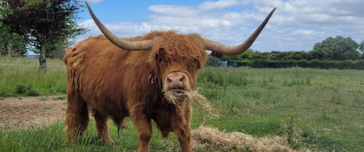 SATURDAY 27TH SEPTEMBER - Highland Cow Day