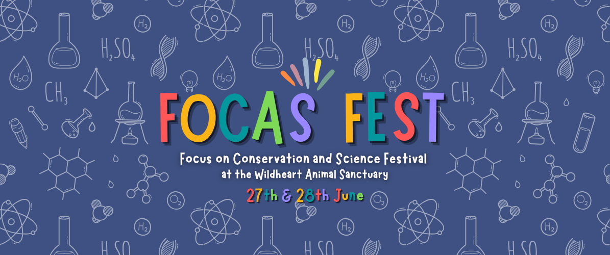FOCAS Festival 2026